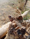 Image of brown indian chameleon sitting on trunk