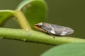 Image of brown leafhopper on natural background. Insect. Animal