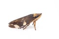 Image of brown leafhopper on white background. Insect. Animal