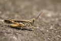 Image of Brown locust on the floor. Insect. Royalty Free Stock Photo