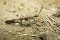 Image of Brown locust on the floor. Insect. Animal Royalty Free Stock Photo