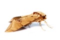 Image of brown moth Ambulyx Iiturata isolated on white background. Butterfly. Animal. Insect Royalty Free Stock Photo