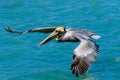 Brown Pelican Venice Florida South Jetty