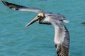 Brown Pelican Venice Florida South Jetty