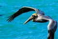 Brown Pelican Venice Florida South Jetty