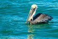 Brown Pelican Venice South Jetty