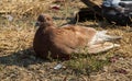 Image of brown pigeon relaxing and bathing in the sun