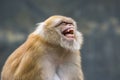 Image of a brown rhesus monkeys. Royalty Free Stock Photo
