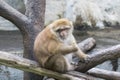 Image of a brown rhesus monkeys. Royalty Free Stock Photo
