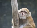 Image of a brown rhesus monkeys. Royalty Free Stock Photo