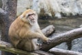 Image of a brown rhesus monkeys. Royalty Free Stock Photo