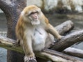 Image of a brown rhesus monkeys. Royalty Free Stock Photo