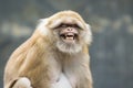 Image of a brown rhesus monkeys. Royalty Free Stock Photo