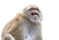 Image of a brown rhesus monkeys. Royalty Free Stock Photo