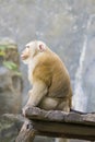 Image of a brown rhesus monkeys. Royalty Free Stock Photo