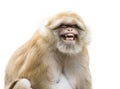 Image of a brown rhesus monkeys. Royalty Free Stock Photo