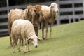 Image of a brown sheep in farm.