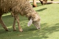 Image of a brown sheep munching grass. Royalty Free Stock Photo