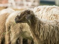 Image of a brown sheep munching grass. Royalty Free Stock Photo