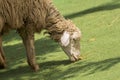 Image of a brown sheep munching grass. Royalty Free Stock Photo