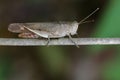 Image of Brown Short-horned Grasshoppers& x28;Acrididae& x29;