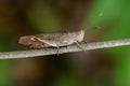 Image of Brown Short-horned Grasshoppers& x28;Acrididae& x29;