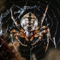 Image of brown spider on a cobweb. Insect. Illustration, Generative AI Royalty Free Stock Photo