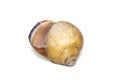 Image of brown spiral sea shell on a white background. Undersea Animals. Sea shells Royalty Free Stock Photo