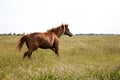 Image of a brown throughbred horse mare running field. Chestnut thoroughbred horses Royalty Free Stock Photo