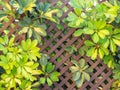 Image of brown wooden fence covered with green leaves