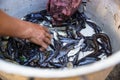 Image of bucket with fresh fishes