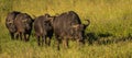 Buffalo from Big Five in Masai Mara in Kenya