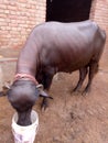 In this image a buffalo bul drinking the water.