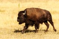 Buffalo On The Move Jackson Hole Wyoming Royalty Free Stock Photo
