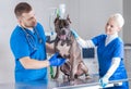 Image of a bulldog being examined at the clinic. Two doctors. Veterinary medicine concept. Taking care of pets. Royalty Free Stock Photo