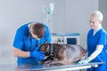 Image of a bulldog being examined at the clinic. Two doctors. Veterinary medicine concept. Taking care of pets. Royalty Free Stock Photo
