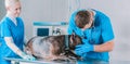 Image of a bulldog being examined at the clinic. Two doctors. Veterinary medicine concept. Taking care of pets. Royalty Free Stock Photo