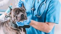 Image of a bulldog being examined at the clinic. Two doctors. Veterinary medicine concept. Taking care of pets. Royalty Free Stock Photo