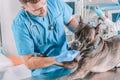 Image of a bulldog being examined at the clinic. Two doctors. Veterinary medicine concept. Taking care of pets. Royalty Free Stock Photo