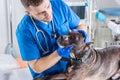 Image of a bulldog being examined at the clinic. Two doctors. Veterinary medicine concept. Taking care of pets. Royalty Free Stock Photo