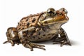 image of Bullfrog on white background generative AI