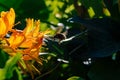 Image of a bumblebee approaching an orange flower Royalty Free Stock Photo