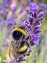 Bumblebee close up shot