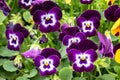 Beautiful Purple and White Pansies