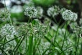 Image of bunch of onion flowers