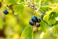 Bunch of ripe black currant on a bush in the garden Royalty Free Stock Photo