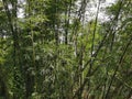 Image of a bunch of wild bamboo trees in the wild.