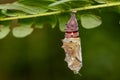 Image of a butterfl pupa on nature background. Insect Animal Royalty Free Stock Photo