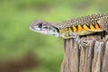 Image of Butterfly Agama Lizard Leiolepis Cuvier on nature bac Royalty Free Stock Photo