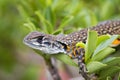 Image of Butterfly Agama Lizard Leiolepis Cuvier on nature bac Royalty Free Stock Photo